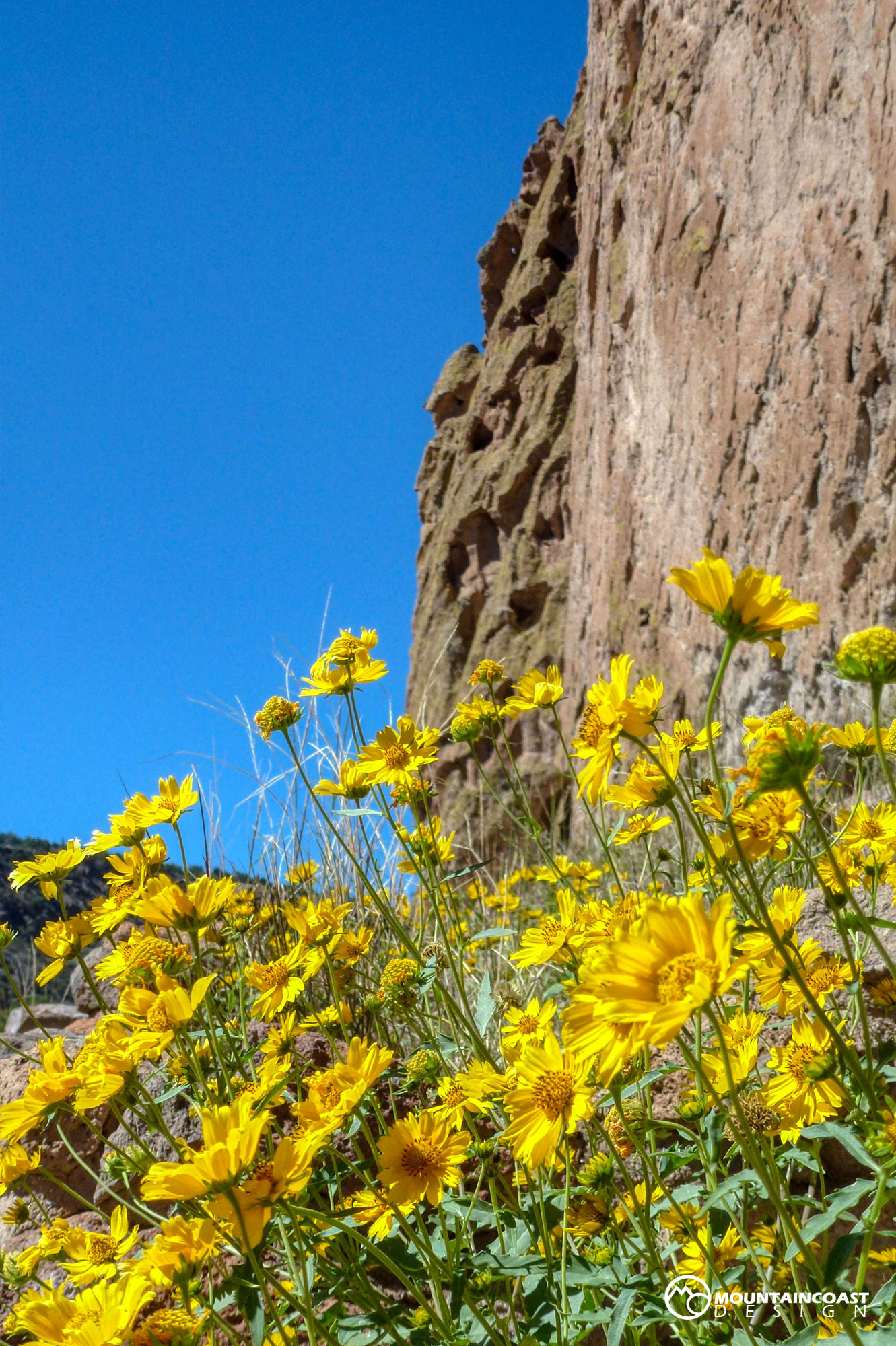 Southwestern flowers against rock.