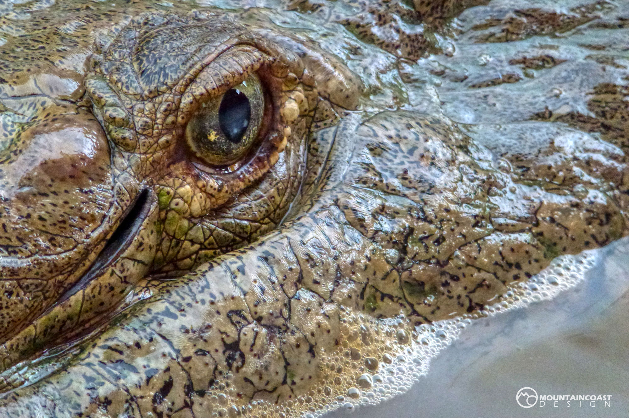 Crocodile Eye.