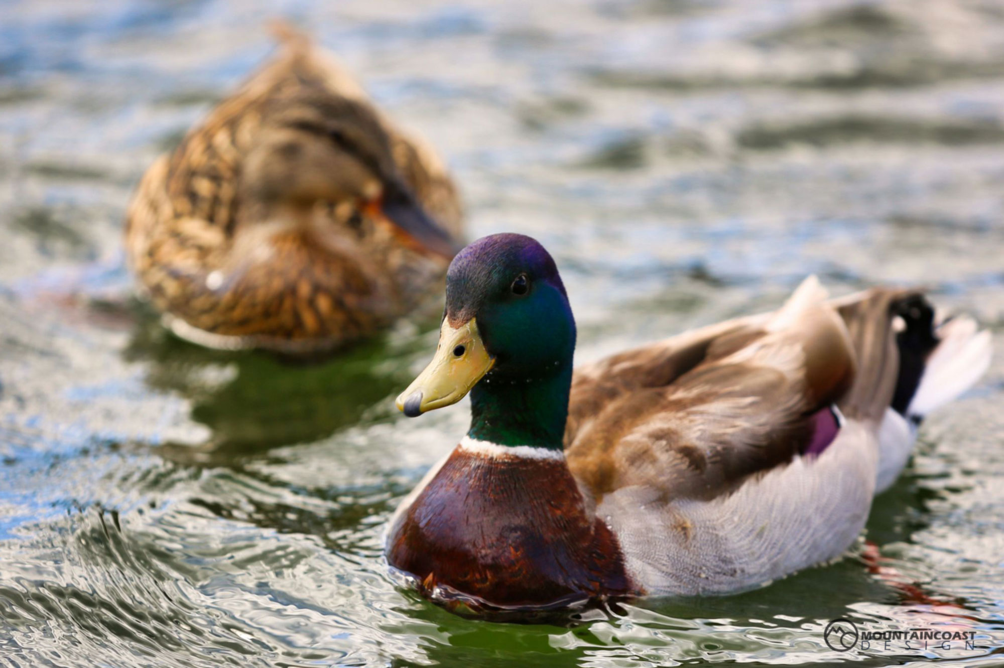 Mallard Ducks.