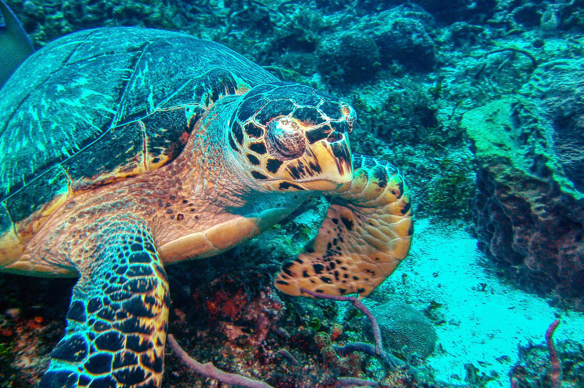 Hawksbill Sea Turtle.
